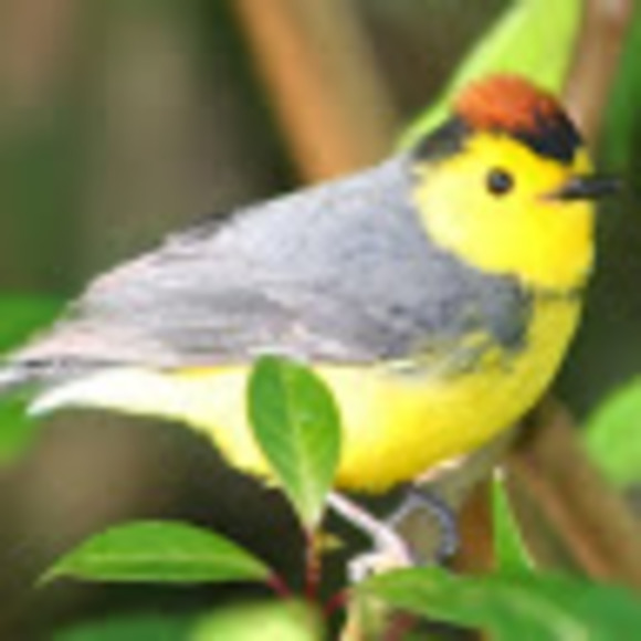 birdergirl